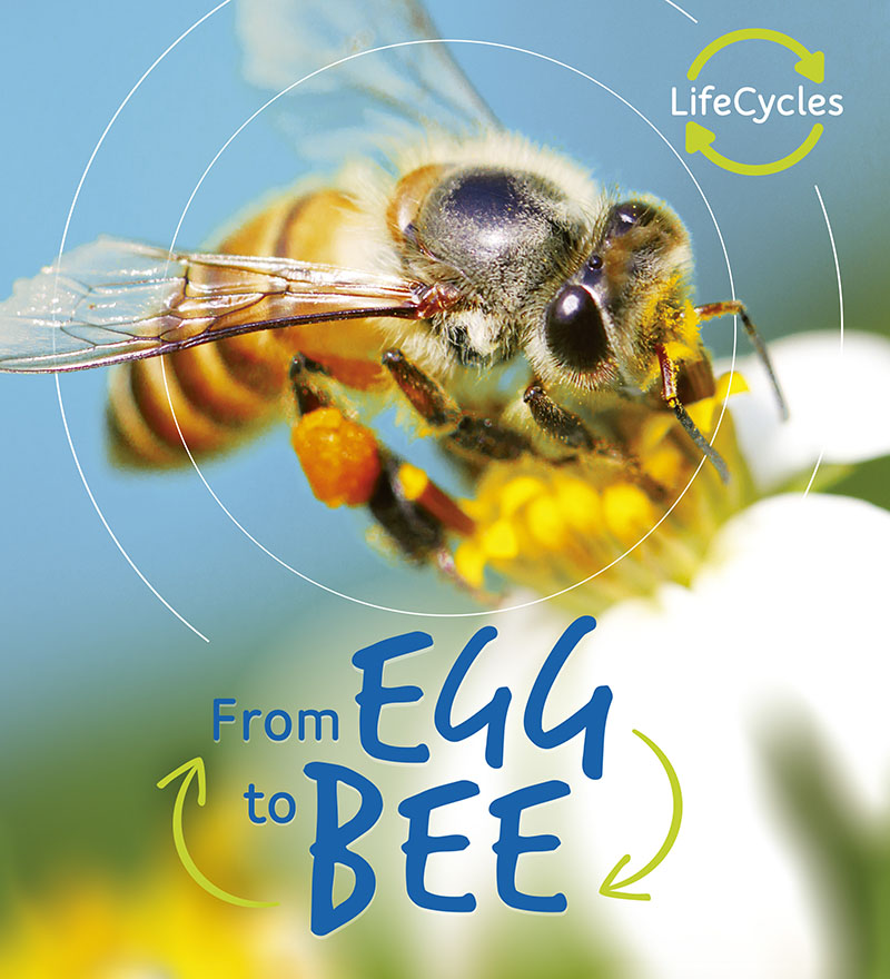 Lifecycles: Egg to Bee - Jacket